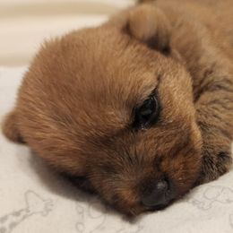 Norwich Terrier Puppies from Alegria Norwich Terriers