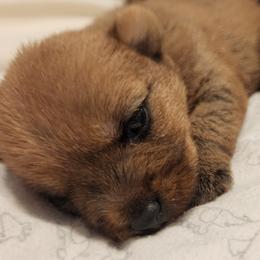 Norwich Terrier Puppies from Alegria Norwich Terriers