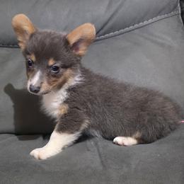 Female 4 - Blue female Pembroke Welsh Corgi puppy in Unicoi, Tennessee from East Tennessee Clark Corgis