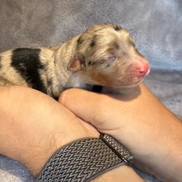 3 - Blue Merle Female - Blue merle female Miniature Australian Shepherd puppy in Peoria, Arizona from B My Sunshines Mini Aussies