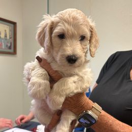 Demps - White female Sheepadoodle puppy in Franklin, Texas from Cross Doodles