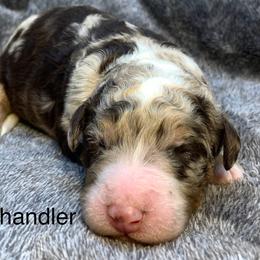 Chandler - Chocolate merle male Bernedoodle puppy in New Ringgold, Pennsylvania from Hawk Mountain Doodles
