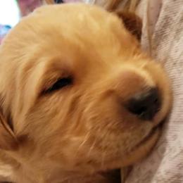 Marshmallow - White collar - Golden Retriever puppy in Arlington, Washington from Nagel Farm's
