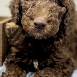Aussiedoodles, Labradoodles, and Poodles from Montanas Beartooth Doodles