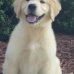 Golden Retriever Puppies from Graceful Golden Retrievers