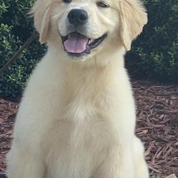 Golden Retriever Puppies from Graceful Golden Retrievers