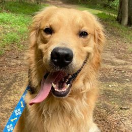 Golden Retrievers from Dukes' Graceful Goldens