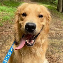 Golden Retrievers from Dukes' Graceful Goldens