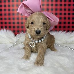 Girl 4 - Cream female Goldendoodle puppy in Fayetteville, Arkansas from Silver Hill Farm