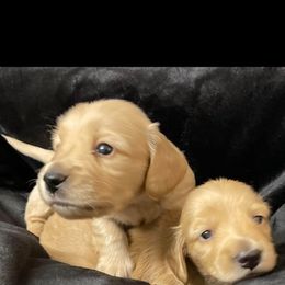 Dachshund Puppies from Channelledox