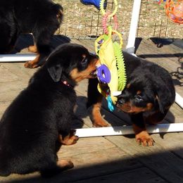 Rottweiler Puppies from Mountain High Kennels