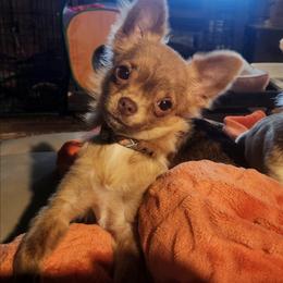 Julio - Chihuahua