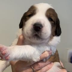 Miss Lady Catherine - Mahogany and white Saint Berdoodle puppy in Placerville, California from Country Manor Saint Berdoodles