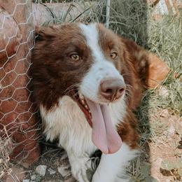 Copper - Australian Shepherd