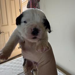 Legolas - White and brown male Saint Bernard puppy in Ramona, California from Buendias Ranch Saint Bernards & Bernese Mountain Dogs