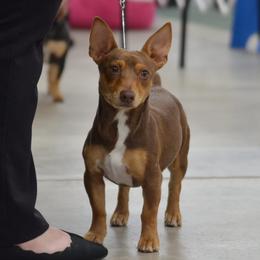 Percy - Teddy Roosevelt Terrier