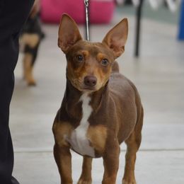 Percy - Teddy Roosevelt Terrier
