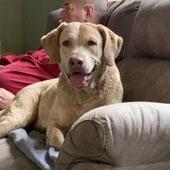Liberty  - Chesapeake Bay Retriever
