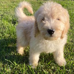 Goldendoodle Puppies from Toneytails Doodles