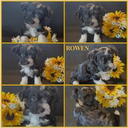 Rowen - AKC - Black and white male Havanese puppy in Verden, Oklahoma from Holcombs Puppy Ranch