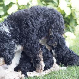 Bernedoodles and Goldendoodles from Darcy Lee's Designer Doodles