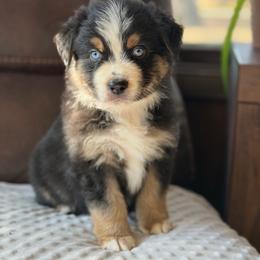Sunday - Black tri male Miniature Australian Shepherd puppy in Cody, Wyoming from Quartz Creek Aussies