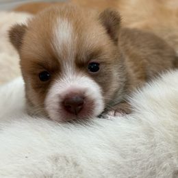 Pink Collar - Red and white female Pomsky puppy in Exeter, Rhode Island from Ocean State Pomskies