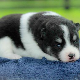Ladybug - Black and white female Pomsky puppy in Bremen, Indiana from AMS Pomeranians and Pomskies in Indiana