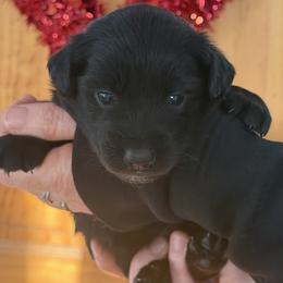 Lauren - Black female Australian Shepherd puppy in Flemington, New Jersey from Aislin Fields