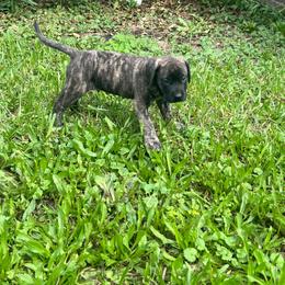 Namek (boy brindle( - Brindle male Mastiff puppy in Racine, Wisconsin from FrontlineK9 Boarding & Training LLC