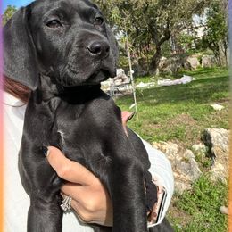 Fringe - Black female German Shorthaired Pointer puppy in San Antonio, Texas from Alvarado Farm Kennels, LLC