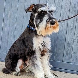 Pharoah - Miniature Schnauzer