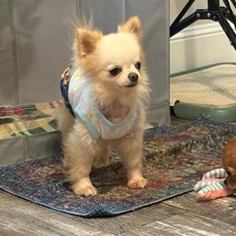 Bannon - Cream male Chihuahua puppy in Summerfield, Florida from Uey’s Chihuahuas