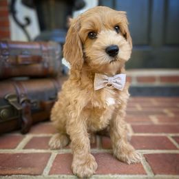 Australian Labradoodle Puppies from Berrybrook Doodles