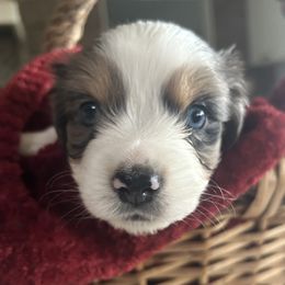 Glacier - Blue merle male Miniature Australian Shepherd puppy in Shingle Springs, California from Dream Dog Mini Aussies