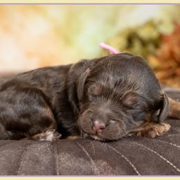 Stella - Brown and tan female Cockapoo puppy in Connersville, Indiana from Deaz Doodle Ranch