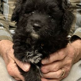 Nacho - Black and white male Aussiedoodle puppy in Nacogdoches, Texas from BA Mini Poodles