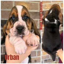 Urban - Black brown and white male Basset Hound puppy in Red Bay, Alabama from Maple Street Bassets