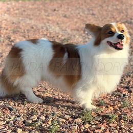 Zewy - Pembroke Welsh Corgi