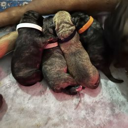 Black collar - Fawn male Bullmastiff puppy in Cedar Creek, Texas from Burns Family Ranch " BFR Bullies"