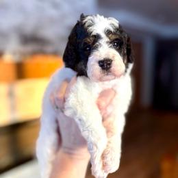 Canary - Black and white female Bernedoodle puppy in Midland, Michigan from Northern Charm Farm