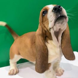 Girl 1 - Basset Hound puppy from Heartsong Hounds