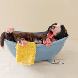 Boxer Puppies from Black Beauties Boxers