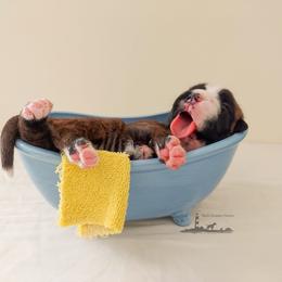 Boxer Puppies from Black Beauties Boxers