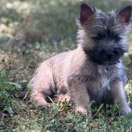 Jill - Cream female Cairn Terrier puppy in Mountain Grove, Missouri from CreekTop