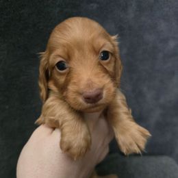 Kona - Wheaten female Dachshund puppy in Windom, Minnesota from Wyrmhund Dachshunds