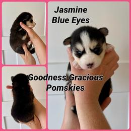 Jasmine - Black and white female Pomsky puppy in Lyons, Nebraska from Goodness Gracious Pomskies