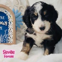 Seville - Tri-color female Bernedoodle puppy in Beecher, Illinois from Erica’s Doodles
