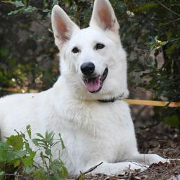 Sugar - White female German Shepherd puppy in Hawthorne, Florida from Lace's High Flying German Shepherds And Golden Retrievers