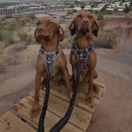 Shih Tzu and Vizsla All Grown Up from Kevin Hastings